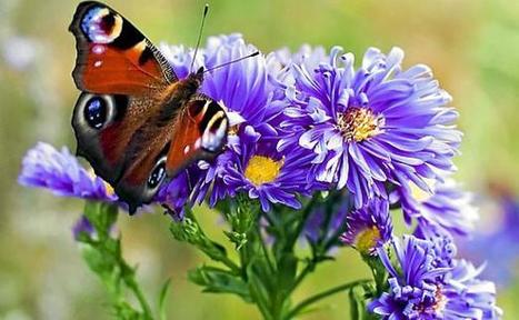 Papillonner dans son jardin n'a jamais été aussi utile | Variétés entomologiques | Scoop.it