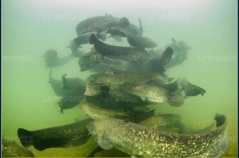 [INP-ECOLAB] Il a photographié de mystérieux rassemblements géants de silures dans le Rhône | InMédias | Scoop.it