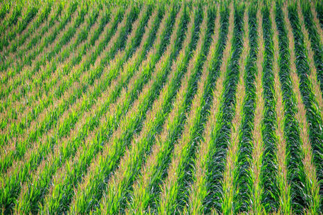 La sélection au service de l’adaptation du maïs au changement climatique - Inrae | Pour innover en agriculture | Scoop.it