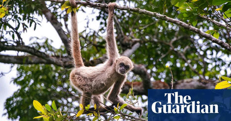 ‘Mutilating the tree of life’: Wildlife loss accelerating, scientists warn | Environment | The Guardian | Ecosystèmes Tropicaux | Scoop.it