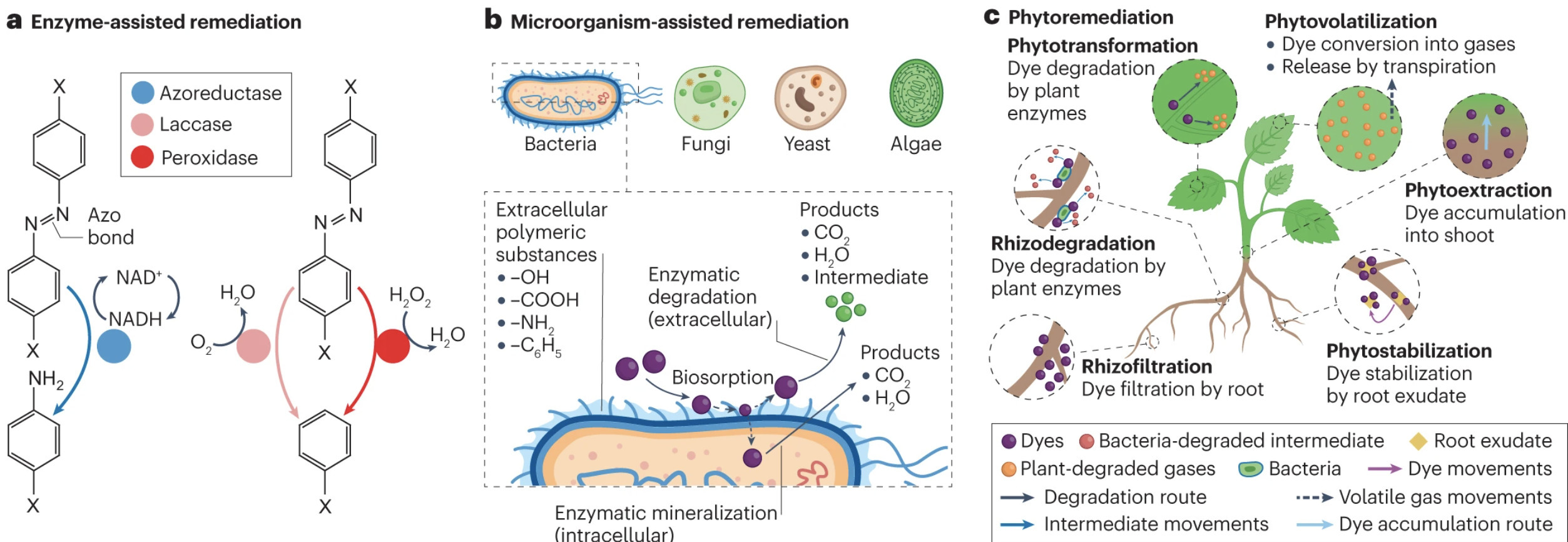Environmental impacts and remediation of dyeco...