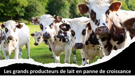 Les grands producteurs de lait en panne de croissance | Lait de Normandie... et d'ailleurs | Scoop.it