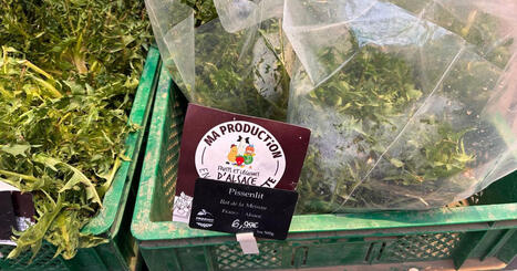 La saison du pissenlit bat son plein en Alsace, un peu en avance cette ann&eacute;e - ICI | Alsace Actu | Scoop.it