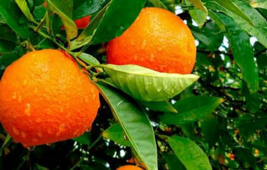 Après la tomate marocaine, la percée des oranges égyptiennes dans l’UE inquiète les producteurs espagnols | Questions de développement ... | Scoop.it