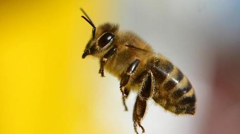 L'Assembl&eacute;e vote l'interdiction de produits phytosanitaires r&eacute;put&eacute;s toxiques pour les abeilles | EntomoNews | Scoop.it