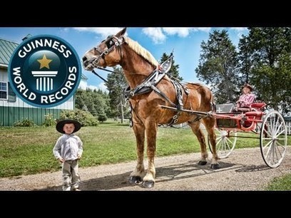 T&auml;ss&auml; on maailman suurin hevonen - uskaltaisitko hyp&auml;t&auml; selk&auml;&auml;n? Katso video. | 1Uutiset - Lukemisen t&auml;hden | Scoop.it