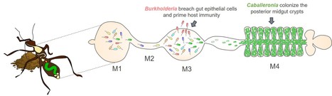 Members of gut microbiota prime insect immunity | I2BC Paris-Saclay | Scoop.it