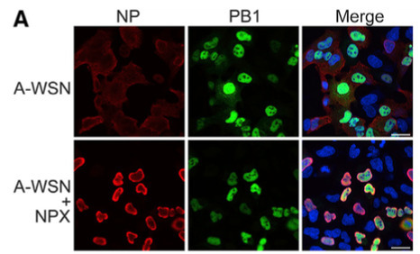 Chinese researchers explain how Naproxen inhibits influenza replication by blocking the transport of key viral protein | Virus World | Scoop.it