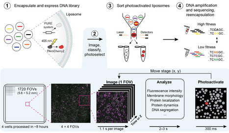 Image-based phenotypic sorting of synthetic cells | sadv | RMH | Scoop.it