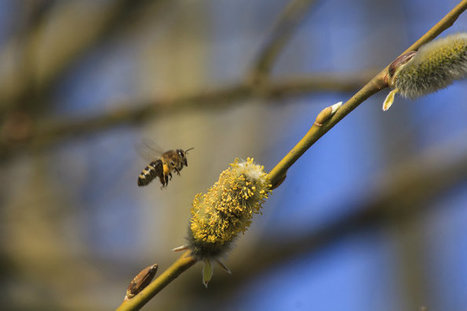 Néonicotinoïdes : les abeilles, véritables lanceuses d’alerte sur la destruction de la biodiversité | Phytosanitaires et pesticides | Scoop.it