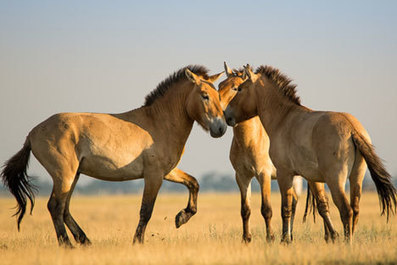 Le cheval sauvage foulera &agrave; nouveau la steppe russe | Cheval et Nature | Scoop.it