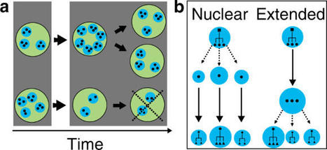 Evolution of family systems and resultant socio-economic structures | Daily Newspaper | Scoop.it