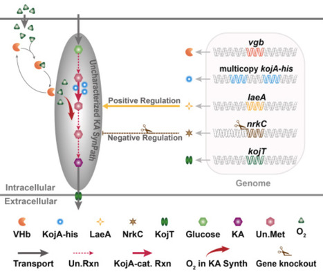 Engineered Aspergillus niger enables high-yield heterologous kojic acid production | ssb | RMH | Scoop.it