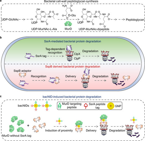 Utilizing nanoinducers for precision degradation of bacterial protein to mitigate antibiotic resistance | Ncm | RMH | Scoop.it