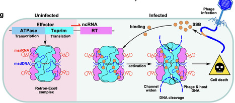 Mechanistic insights into activation of bacterial Retron-Eco8 immunity by phage protein SSB | Ncm | RMH | Scoop.it