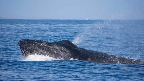 Whale blowholes don’t keep out seawater | Coastal Restoration | Scoop.it