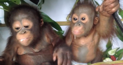 VIDÉOS. Deux orangs-outans sauvés de justesse en Indonésie deviennent les meilleurs amis | Koter Info - La Gazette de LLN-WSL-UCL | Scoop.it