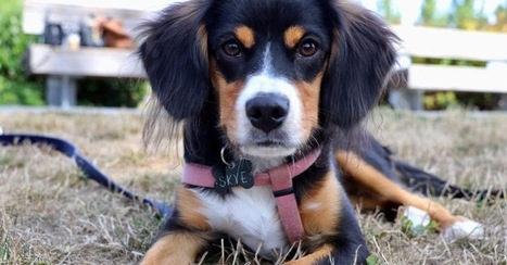 Human Canine Bond In Modern Dog Training Methods And Dog