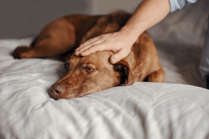 5 ways to avoid breaking your dog&rsquo;s heart, according to vets | The Health Report | Scoop.it