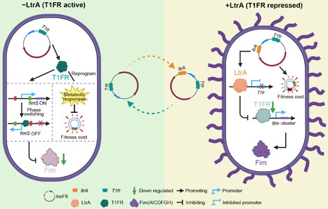 Community metabolism in dynamic redox landscape...