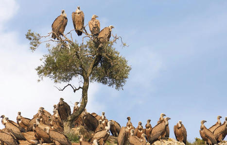 L'incroyable retour des vautours dans les Cévennes | Cévennes Infos Tourisme | Scoop.it