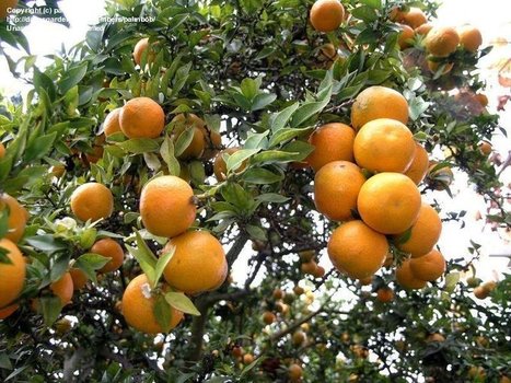 Les #agrumes sous la #menace #bactérienne | Oranges, mandarines, clémentines… ces trésors de vitamine C sont en effet menacés depuis quelques années par un nouveau risque, une bactérie d’origine as... | Prospectives et nouveaux enjeux dans l'entreprise | Scoop.it