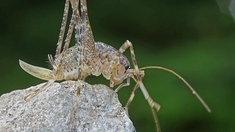 [Orthoptères : Une espèce nouvelle pour la Suisse] Une sauterelle inconnue a été découverte en Suisse | EntomoNews | Scoop.it