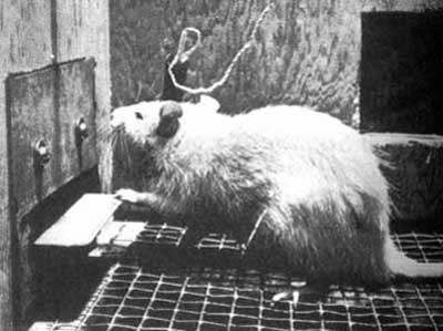 In 1959, psychologist Russell Church conducted a study on the empathy of rats. | Empathy and Animals | Scoop.it