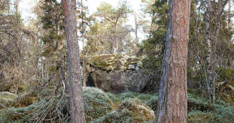 Kokkolan merenrannalla suojeltiin luonnonmets&auml;, jollaisia ei ole koko maailmassa monta | Keski-Pohjanmaa | Yle | 1Uutiset - Lukemisen t&auml;hden | Scoop.it