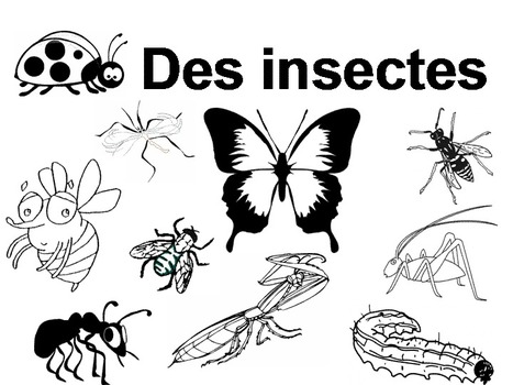 Maternelle : De 1 à 10 avec des insectes - Livre à compter et à colorier | Variétés entomologiques | Scoop.it