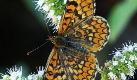 Première évaluation de l'état de conservation des papillons du pourtour méditerranéen par l'UICN | EntomoNews | Scoop.it