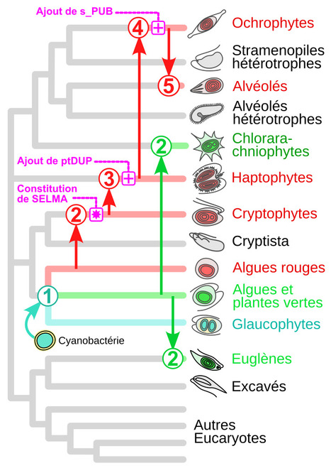 L’analyse phylogénétique du complexe SELMA propose une nouvelle perspective sur l’évolution des eucaryotes photosynthétiques | Life Sciences Université Paris-Saclay | Scoop.it