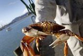Oakland crab poachers had hidden compartments | Coastal Restoration | Scoop.it
