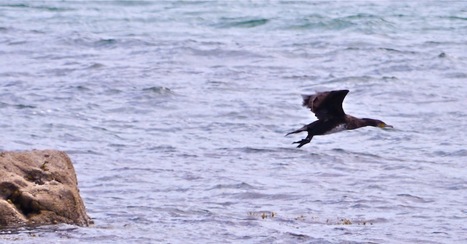 Stone still, the sea too, dark things open wings and gargoyles fly from the tower. | Nature Flash | Scoop.it