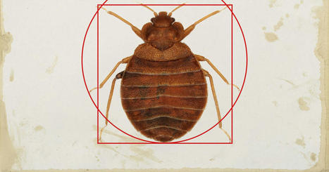 Lutte contre les punaises de lit : ça fait longtemps que ça nous démange | Insect Archive | Scoop.it
