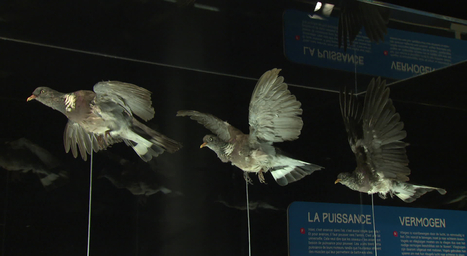 Oiseaux, insectes, avions : la nouvelle exposition "Flight" révèle les secrets du vol | Variétés entomologiques | Scoop.it