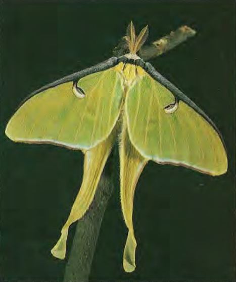 Fiche technique : Actias luna, le papillon-lune américain | EntomoScience | Scoop.it
