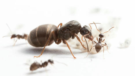 Division du travail chez les insectes sociaux : de quoi dépend la spécialisation des reines dans les colonies de fourmis ? | EntomoScience | Scoop.it