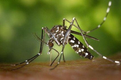 Le moustique-tigre transmet aussi un virus mortel aux chiens et aux chats | Toxique, soyons vigilant ! | Scoop.it