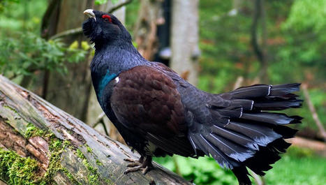 Grand tétras dans le massif des Vosges : le recours des associations rejeté, neuf oiseaux déjà relâchés - France Bleu | Alsace Actu | Scoop.it