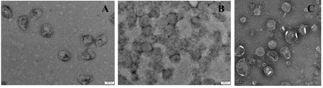 Characterization of PduU Reveals a Modular Tool for Tuning Microcompartment Permeability | brvbe | RMH | Scoop.it
