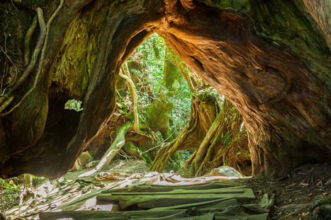 The Fairytale Forests of Yakushima | KILUCRU | Scoop.it