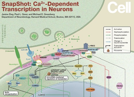 Cell - snapshots | Natural Products Chemistry Breaking News | Scoop.it