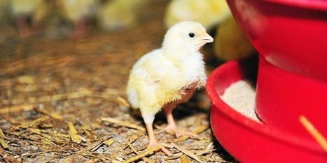 Nouvel abattoir de volaille : pourquoi  Bignan et pas Châteaulin ? - Économie - Le Télégramme | La Gazette des abattoirs | Scoop.it