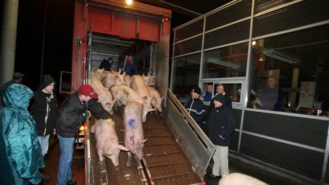 L'abattoir de Kermené n'absorbe plus la production de ses éleveurs de porcs | La Gazette des abattoirs | Scoop.it