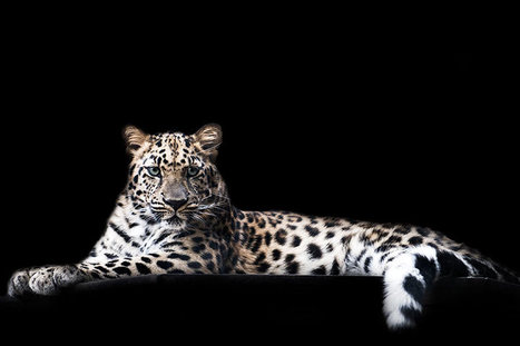 Creating a sustainable future: the role of art and imagination in advertising to create change - A Great Idea | BIODIVERSITY IS LIFE  – | Scoop.it