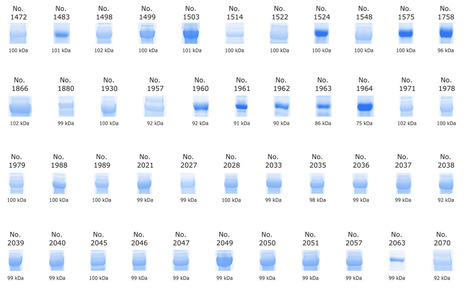 Identification of Phage RNA Polymerases That Minimize Double-Stranded RNA By-Product Formation and Their Characterization via In Vitro Transcription | mdpi | RMH | Scoop.it