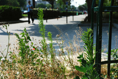 Zones refuges pour la biodiversité en ville | Les Colocs du jardin | Scoop.it