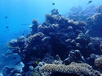 Scuba Legends - Corals eat plastic because they like its flavor | Coastal Restoration | Scoop.it