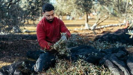 SPAIN : New Law in Andalusia Will Promote Organic Food Production | CIHEAM Press Review | Scoop.it